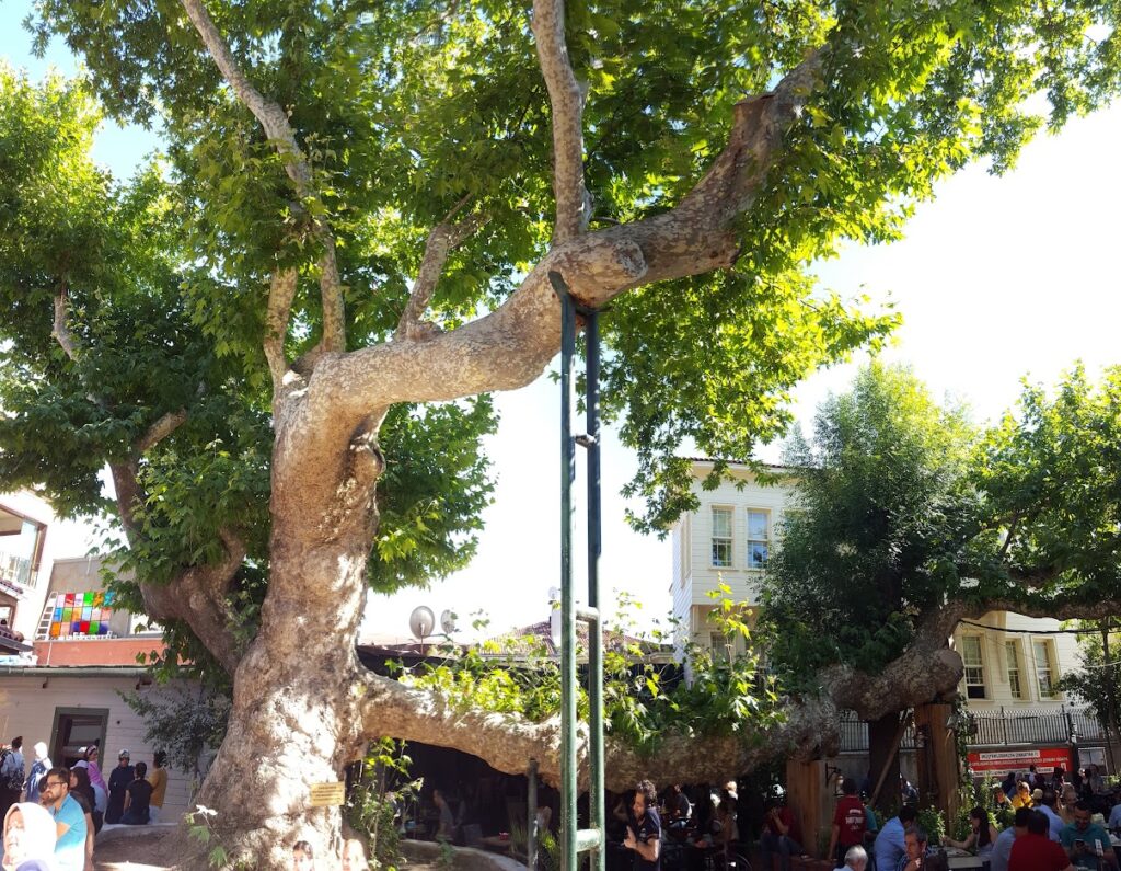Cengelkoy Cinaralti tree The Cinaralti tree is a beloved symbol of Cengelkoy and a testament to the neighborhood's rich history